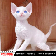 宠六福纯种德文卷毛猫幼猫小猫咪宠物猫咪活体幼崽 宠物级 公