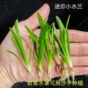 共度（Gong Du）水兰水草大小水兰扭兰龙舌兰细叶水韭菜阴性前后景新手鱼缸造景 爬地小水兰10颗【天生耐活 四季可养】