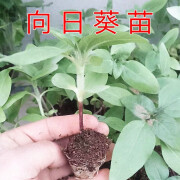 堰头村向日葵苗秧苗幼苗矮葵花苗油葵花苗带根 食用向日葵苗5棵