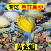 黄金蚬鱼缸专吃鱼屎粪便冷水观赏淡水鱼冷水鱼清理净水黄金河蚌 10颗送6颗【观赏、净水、除藻】