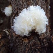 古田特级椴木野生银耳 天然雪耳无磺 包糯胜通江胶质浓厚白木耳