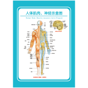 医院科室挂图解剖图人体神经系统概观示意图宣传画贴纸WSA52 WSA52-01 人体肌肉神经示意图 80*60厘米/张 PP覆膜贴纸