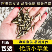 婷越岚大草鱼苗淡水养殖鱼苗活体饲料鱼四大家鱼鲫鱼苗花鲢鱼苗批发 草鱼苗2-4cm100条送20%防损