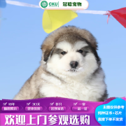 冠聪阿拉斯加犬活体宠物狗狗巨型狗超大型阿拉斯加雪橇犬胖嘟嘟活体狗 宠物级 公