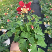 泰西丝樱之恋 大花耧斗菜盆栽花苗多年生草花花型好看花期长庭院阳台Z 耧斗菜红色花系