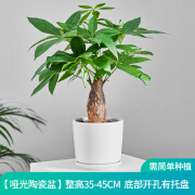 素蜜旭杉斯发财树盆栽植物桌面客厅办公室绿植树大小盆景室内花卉 哑光陶瓷盆单杆发财树 带盆栽好