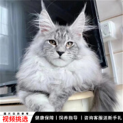 宠六福纯种缅因猫幼崽小猫咪宠物猫咪活体幼猫 宠物级 公