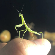 中华大刀螳螂圆盾螳螂兰花幽灵广斧活体宠物卵夹爬宠虫活体 大刀螳螂四龄一公一母送食物和喷