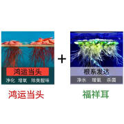 龟缸鱼缸造景装饰摆件用品红招财水草增氧新鲜浮萍红毛丹水培植物 鸿运当头30棵+福祥耳20棵 新疆西藏不发