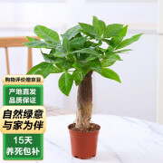 泰西丝发财树盆栽植物室内客厅阳台桌面绿植盆栽 独杆发财树【不含盆】