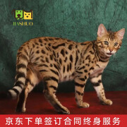 佳朔 孟加拉豹子猫活体宠物猫雪银豹蟒纹短毛猫活体空心大玫瑰花纹 宠物级 【孟加拉豹子猫】