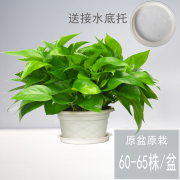 樱霞绿萝盆栽室内植物花卉家用新房吸除甲醛绿植水培长藤垂吊大盆绿箩 180#原盆托盘1盆装