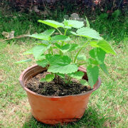 藿香苗盆栽可食用新鲜香叶植物 庭院阳台庭院可种植 五香叶鱼香草 原盆( 一次性盆)