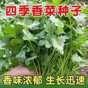 禾之润香菜种子四季易种浓香大叶香菜阳台盆栽种籽芫荽菜种大全蔬菜种子 四季香菜种子原装1000粒