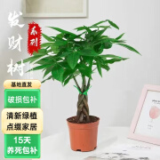 泰西丝 发财树盆栽植物五福发财树四季好养花卉常青绿植小发财树 五福发财树 不含盆