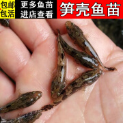 【包活】笋壳鱼鱼苗水花鱼泰国笋壳鱼泰国鳢鱼云斑尖塘鳢观赏食用鲜活活鱼特大种笋壳鱼易养淡水养殖批发直售 笋壳鱼苗3-5厘米20条【关注店铺送2条防损】