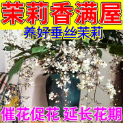 垂丝茉莉专用肥黄叶下垂叶斑病促开花营养液家用养花四季开花肥 单瓶装