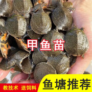 小甲鱼苗活体王八苗外塘养殖甲鱼水鱼团鱼中华鳖苗龙鱼饲料包活邮 10g 50只甲鱼苗【12-20克】有备路损