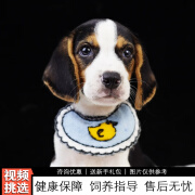 伊宠纯种比格犬幼犬宠物狗狗活体小狗活物幼崽米格鲁猎兔犬 宠物级 公