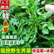 荠菜野菜新鲜现挖现发新鲜蔬菜野生荠菜馄饨包水饺4斤 500g