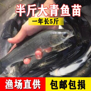 螺蛳青鱼苗特大型食用正宗黑皖半斤青混灰草活体小螺蛳青鱼苗鱼苗批发 10条6-8厘米青鱼苗【10%防损】