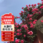 苏墨的墨藤本月季爬墙玫瑰蔷薇花苗庭院四季开花 大游行1-1.2M