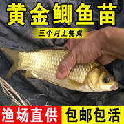 批发淡水鲫鱼苗淡水养殖食用活鱼土鲫工程湘云黄金鲫大品种中科三号五号鲫冷水观赏小鱼苗批发 黄金鲫300条2-4厘米多发20%防损