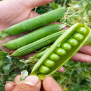 甜脆豌豆种子高产大荚青水果豌豆四季蔬菜种子大全 甜脆豌豆种子 精品彩装1包