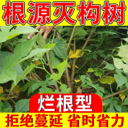 专杀除构树谷皮树假杨梅楮实子构桃树灌木拉拉藤专用除草剂烂根药 专除构树灌木【2套】告别蔓延快