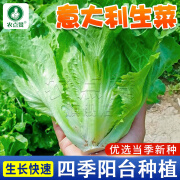 农点赞汉斯沙拉生菜种子四季奶油意大利罗马生菜紫叶结球生菜秋季蔬菜 意大利生菜4克*2袋