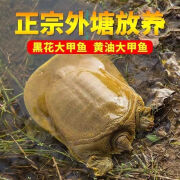 皓谦 鲜活淡水甲鱼外塘青黄背活体王八团鱼鳖现杀中华鳖苗食用 生态甲鱼1-1.3斤