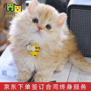 佳朔纯种赛尔凯克卷毛猫血统家养宠物猫咪活体矮脚猫幼崽短腿猫曼基康 宠物级 【金渐层卷毛猫】