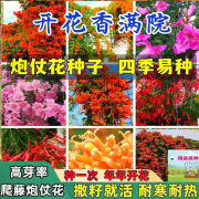 炮仗花种子爬藤花卉大四季种植绿植盆栽庭院围墙老藤垂吊多年生 5色 混装炮仗花(多年生开不败) 精品良种301粒【1包】