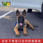 佳朔纯种马犬幼犬血统宠物狗狗活体家养小狗活物大型犬幼崽 宠物级 【纯种马犬】