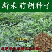 禾之润新采摘白花前胡种子包发芽发芽率高宁国白花前胡种籽中药材种子 200粒种子