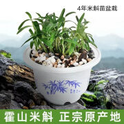 正宗霍山铁皮石斛米斛苗盆栽可种植食用绿植兰花药房直售 4年霍山米斛盆栽(送树皮+盆)