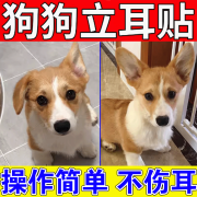 狗狗专用立耳贴小狗雪纳瑞立耳杜宾德牧黑狼犬柯基泰迪辅助竖耳贴B 单盒装