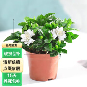 泰西丝 栀子花盆栽花卉植物室内绿植四季好养茉莉花组合 90#栀子花 不含盆