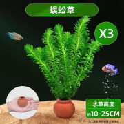 森悠（SARYOR）水草鱼缸造景摆件增氧阴性水培榕绿菊蜈蚣草净水定植陶罐水草套餐 蜈蚣草桃3红罐