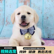 宠六福拉布拉多幼犬纯种宠物狗狗活体小狗活物幼崽 宠物级 公