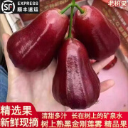 纷纷佳海南莲雾黑金刚莲雾果现摘应季新鲜水果孕妇脆甜 5斤精选大果18-22个