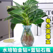 临雅铂金钻盆栽水培植物水养花卉室内绿植水培蓝钻石瓶+肥料源头直发