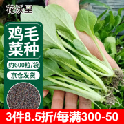 花沃里 鸡毛菜种子 四季蔬菜种子叶菜家庭阳台盆栽/庭院种植 约600粒