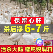 柒岛大鹅鹅肉生鲜农家散养土鹅整只现杀大鹅肉东北 大白鹅6-7斤/只【1年鹅】