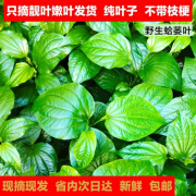 教蔬鲜生广东湛江野菜新鲜蛤蒌蛤蒌叶蛤篓叶山篓叶蛤捞叶假蒌叶哈喽叶急捞 500g