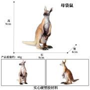 巳溪儿童仿真袋鼠动物模型澳洲野生实心静态玩具套装玩偶认知礼物 母袋鼠