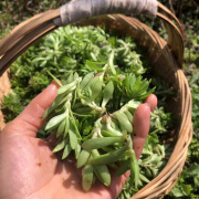 新鲜可食用蔬菜 垂盆草 狗牙瓣草 佛指甲 现摘现发护肝草鲜瓜子草 现摘现发 1斤