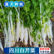 花农氏四川白芹菜农家水芹菜新鲜本地实心食用白杆白梗小香芹菜应季蔬菜 500g