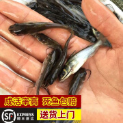 【顺丰包活到家】叉尾鱼苗淡水养殖1斤活鱼鮰鱼批发5-11厘米斑点叉尾鱼苗无刺鱼梭边鱼江团鱼包活20条 叉尾鱼2-4厘米20条【关注店铺送2条防损】