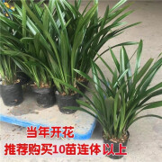 素忧季花卉市场花大全四季开花【耐寒】浓香型兰花四季开花花卉绿植室 精品10-12苗【自选备注颜色下单 不含盆